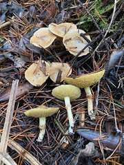 Suillus umbonatus