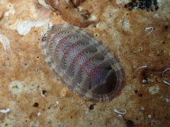 Rhyssoplax olivacea