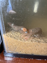 Penaeus aztecus