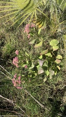 Pluchea odorata odorata