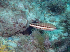 Serranus cabrilla