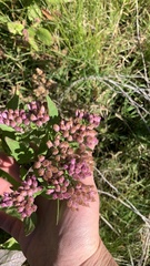 Pluchea odorata odorata