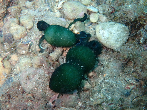 Green Spoonworm, photo 6 of 10