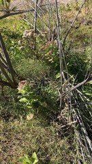 Pluchea odorata odorata