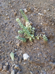 Sedum burrito