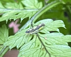 Eupteryx flavoscuta