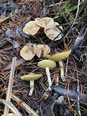 Suillus umbonatus