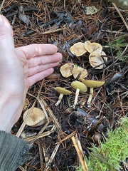 Suillus umbonatus