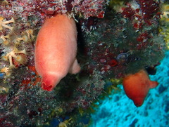 Halocynthia papillosa