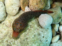 Lepadogaster purpurea