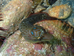 Lepadogaster lepadogaster