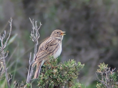 Alaudala rufescens
