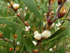 Hakea dactyloides