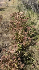 Pluchea odorata odorata