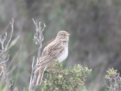 Alaudala rufescens