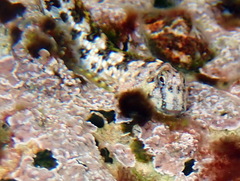 Coryphoblennius galerita