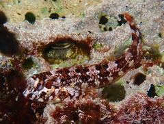 Lipophrys trigloides