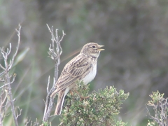 Alaudala rufescens