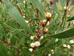 Hakea dactyloides