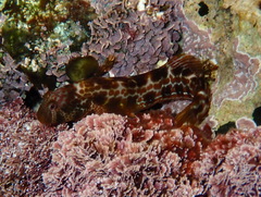 Microlipophrys canevae