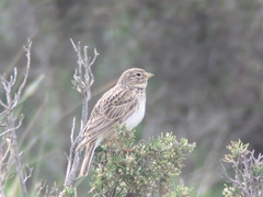 Alaudala rufescens
