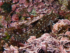 Clinitrachus argentatus