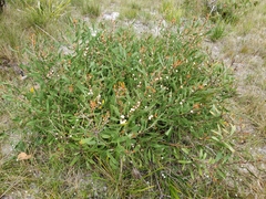 Hakea dactyloides