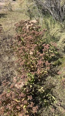 Pluchea odorata odorata