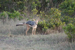 Lupulella mesomelas schmidti