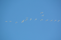 Cygnus columbianus