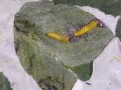 Porphyrosela minuta