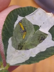 Porphyrosela minuta