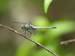 Chalcostephia flavifrons