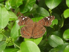 Junonia natalica natalica