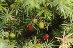 Juniperus oxycedrus