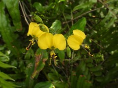 Aneilema aequinoctiale