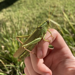 Schistocerca shoshone
