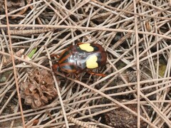 Pedinorrhina trivittata
