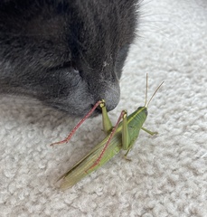 Schistocerca shoshone