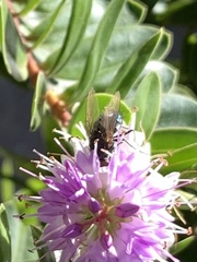 Protophormia terraenovae