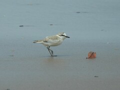 Charadrius marginatus
