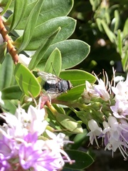 Protophormia terraenovae