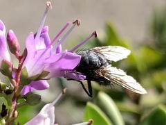 Protophormia terraenovae
