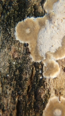Monomorium