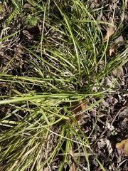 Carex cherokeensis