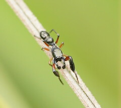 Myrmarachnini