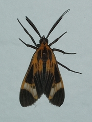 Dycladia