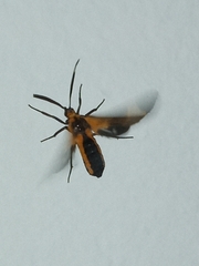 Dycladia