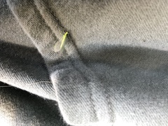 Chrysoperla rufilabris