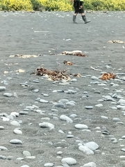 Charadrius bicinctus bicinctus